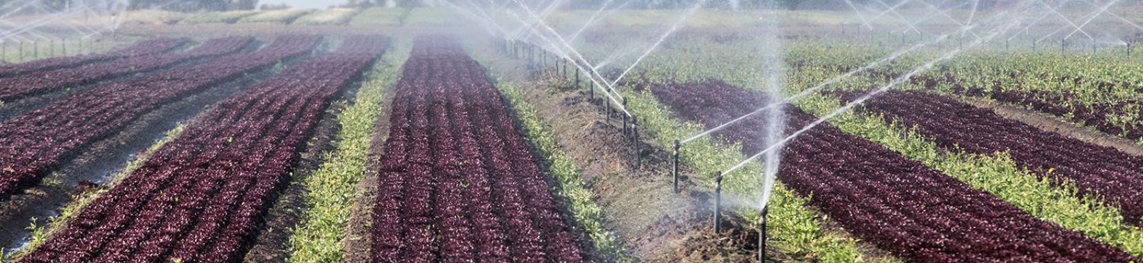 Watering crops